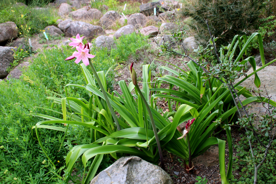 Лилия болотная (дат. Hagelilje, лат. Crinum powellii) в ботаническом сад г. Орхус, Дания. Фото 4 авг. 2021