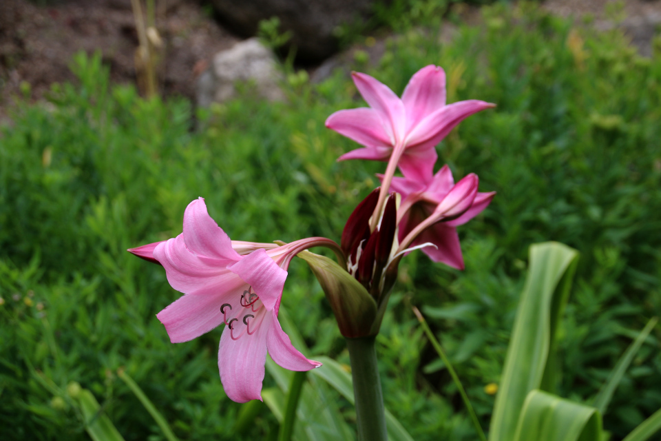 Лилия болотная (дат. Hagelilje, лат. Crinum powellii) в ботаническом сад г. Орхус, Дания. Фото 4 авг. 2021