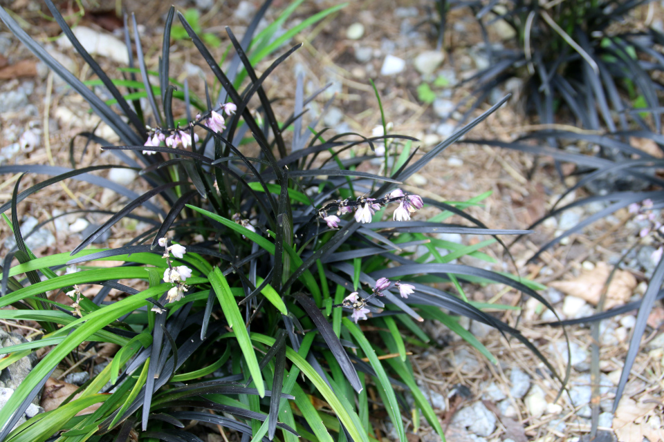 Офиопогон плоскострелый (дат. Sort slangeskæg, лат. Ophiopogon planiscapus) в ботаническом сад г. Орхус, Дания. Фото 4 авг. 2021
