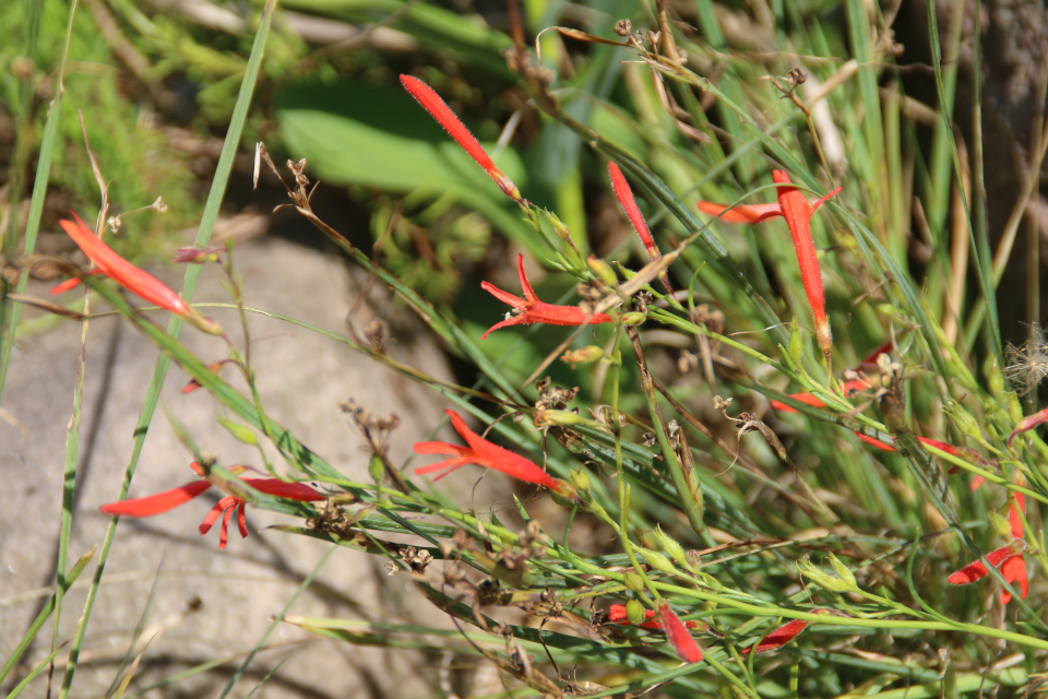 Пенстемон сосноволистный (лат. Penstemon pinifolius). Ботанический сад Орхус 4 августа 2021, Дания