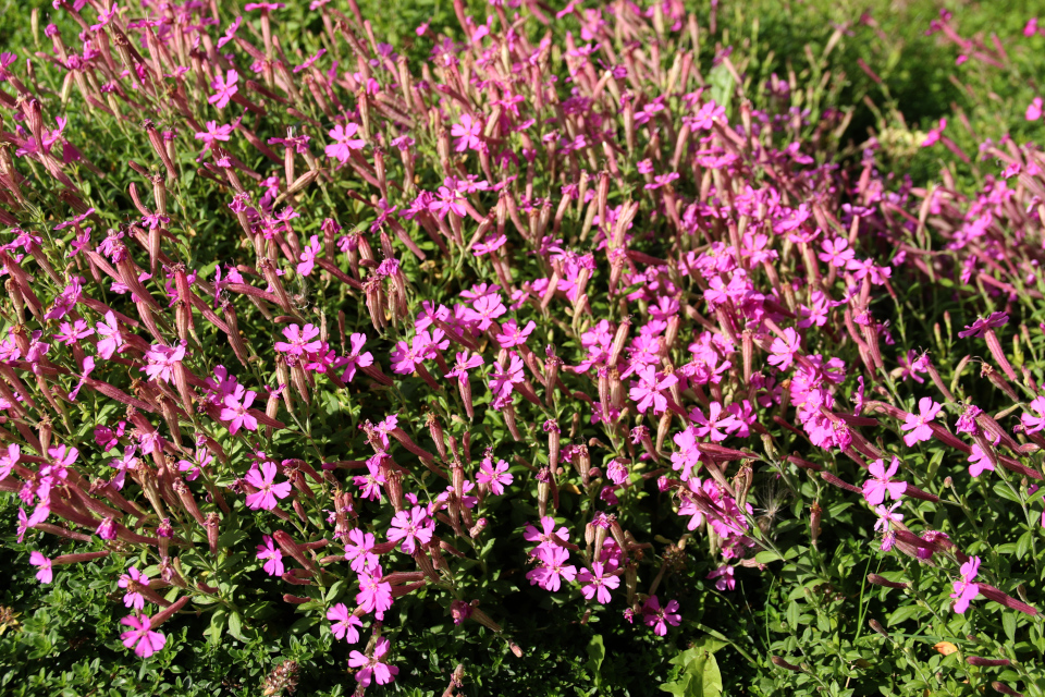 Флокс шиловидный (дат. lyngfloks, лат. Phlox subulata). Ботанический сад Орхус 4 августа 2021, Дания