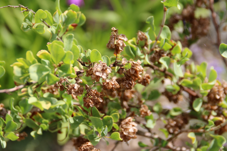 Курчавка грушелистная. Ботанический сад Орхус 4 августа 2021, Дания