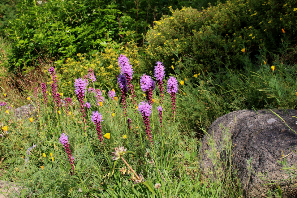 Лиатрис колосистая (дат. Pragtskær, лат. Liatris spicata) на каменистых горках ботанического сада г. Орхус, Дания. Фото 4 авг. 2021 