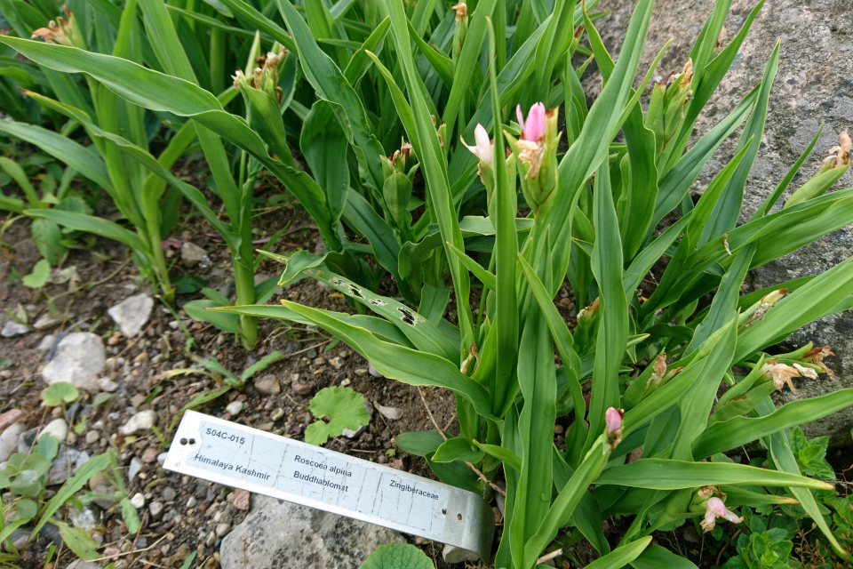 Роскоя альпийская (дат. Buddhablomst, лат. Roscoea alpina) в ботаническом сад г. Орхус, Дания. Фото 4 авг. 2021
