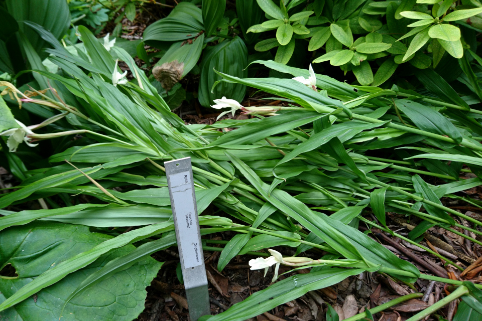 Роскея × пчелиная (лат. Roscoea × beesiana). Ботанический сад Орхус 4 августа 2021, Дания