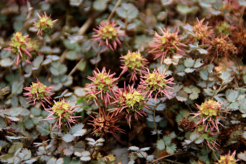 Ацена мелколистная (дат. Tornnød, лат. Acaena microphylla). Ботанический сад Орхус 4 августа 2021, Дания