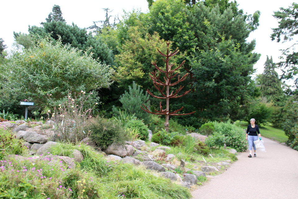 Волонтер в ботаническом сад г. Орхус, Дания. Фото 4 авг. 2021