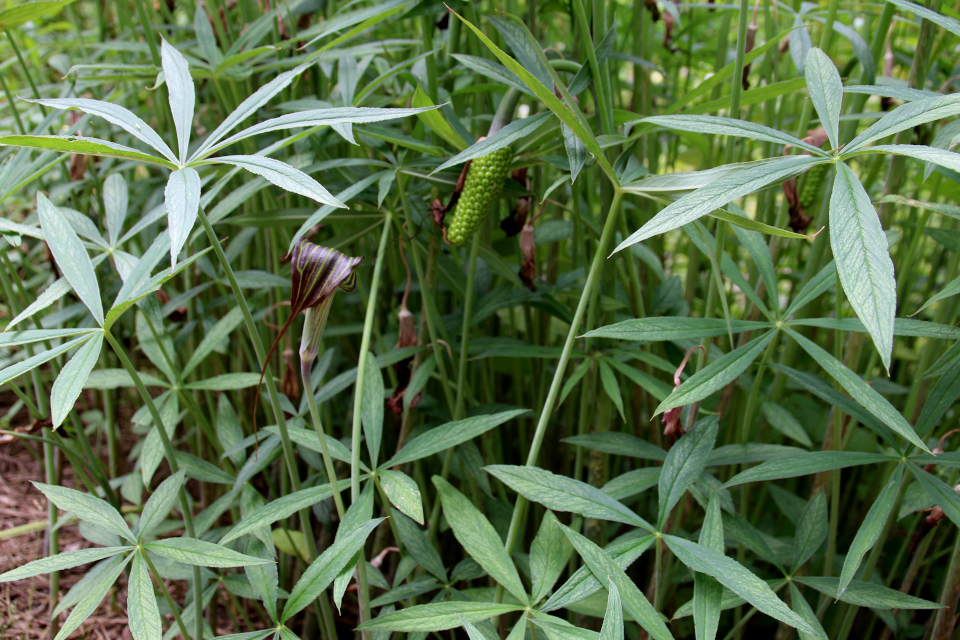 Однопокровница Франше (лат. Arisaema franchetianum). Ботанический сад Орхус. 4 авг. 2021, Дания