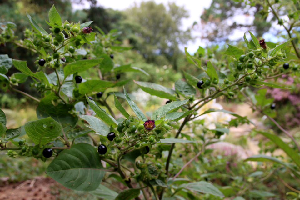 Белладонна (дат. Galnebær, лат. Atropa belladonna) с цветами и плодами. Ботанический сад Орхус 4 августа 2021, Дания