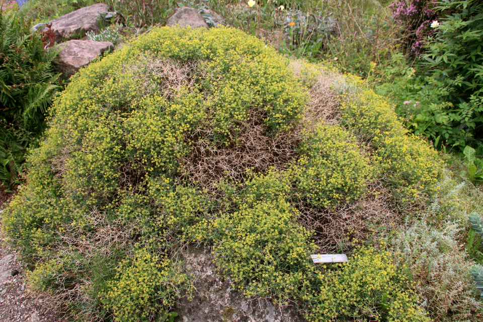 Володушка колючая (лат. Bupleurum spinosum). Ботанический сад Орхус 4 августа 2021, Дания