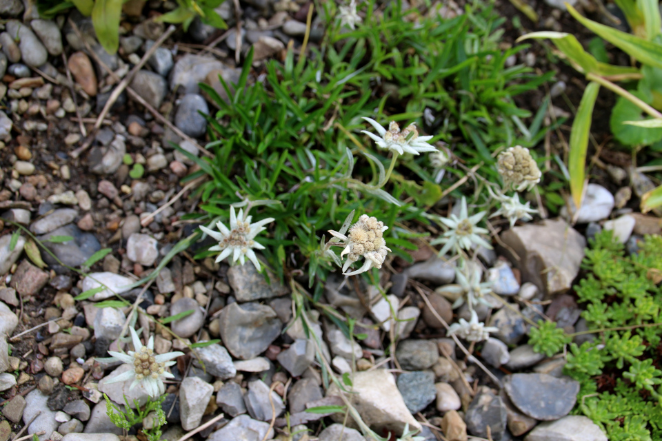 Эдельвейс альпийский (дат. Sne-edelweiss, лат. Leontopodium nivale) в ботаническом сад г. Орхус, Дания. Фото 4 авг. 2021