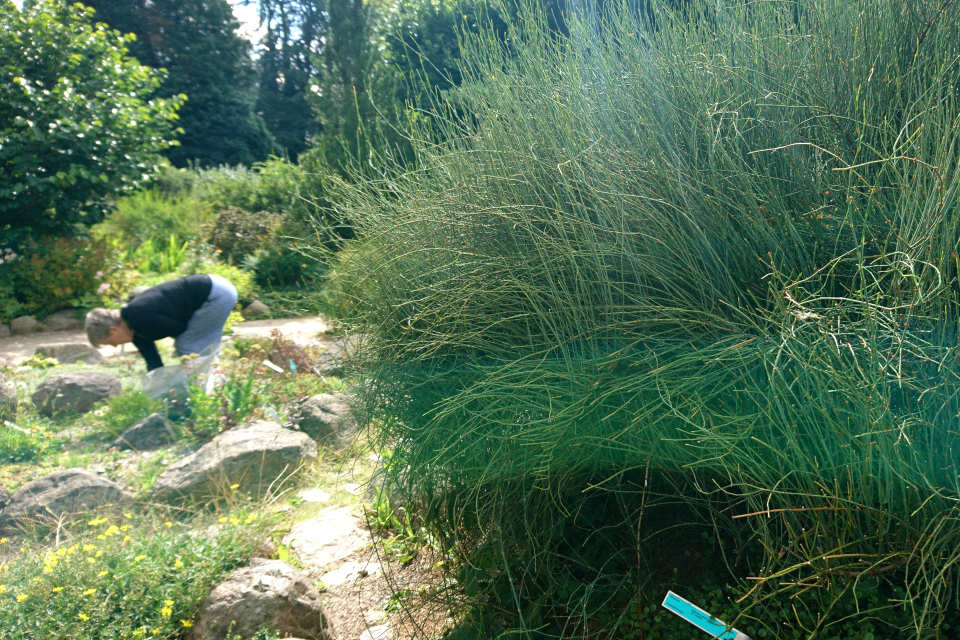 Хвойник американский (дат. Ledris andiana, лат. Ephedra americana). Ботанический сад Орхус 4 августа 2021, Дания