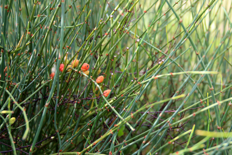 Хвойник американский (дат. Ledris andiana, лат. Ephedra americana). Ботанический сад Орхус 4 августа 2021, Дания