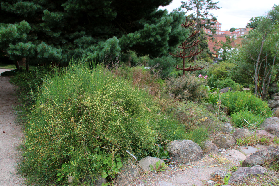 Хвойник чилийский / Эфедра чилийская (дат. Ledris, лат. ephedra chilensis). Ботанический сад Орхус 4 августа 2021, Дания