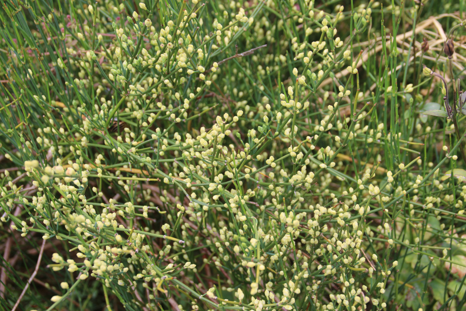 Хвойник чилийский / Эфедра чилийская (дат. Ledris, лат. ephedra chilensis). Ботанический сад Орхус 4 августа 2021, Дания