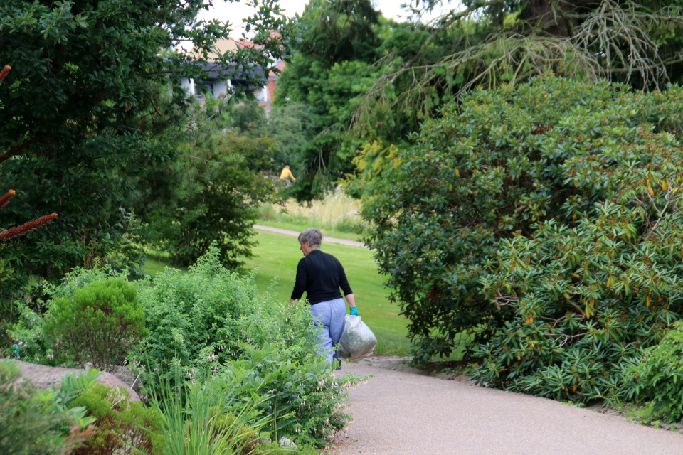 Волонтер ботанического сада г. Орхус, Дания. Фото 4 авг. 2021