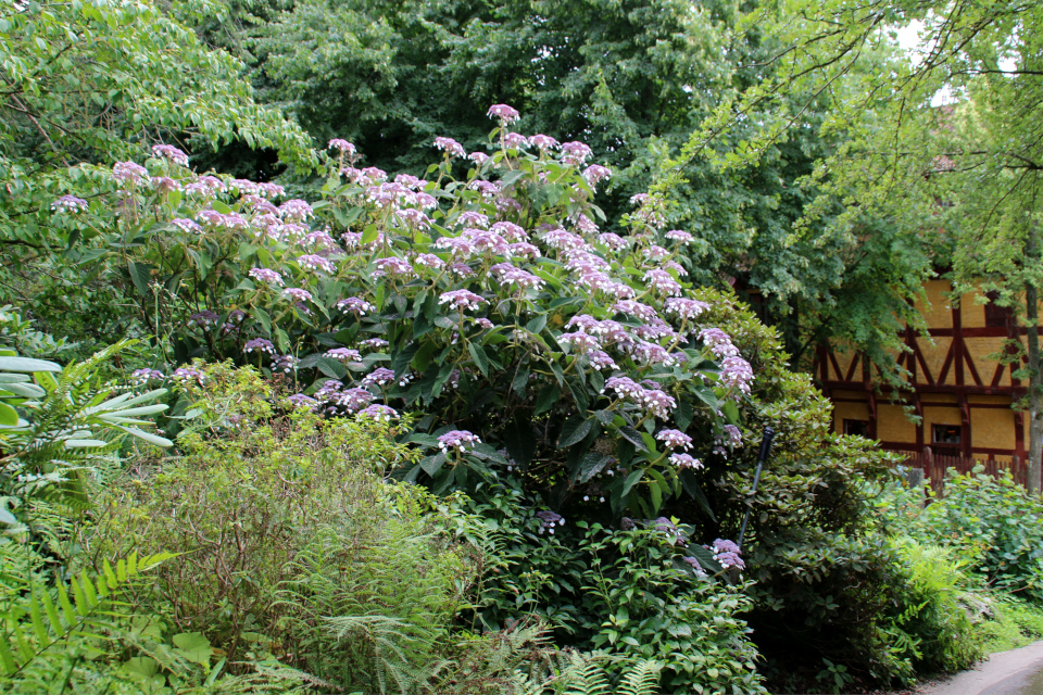 Гортензия Саржента (дат. Kinesisk hortensia, Hydrangea aspera ssp. sargentiana / Hydrangea sargentiana). Ботанический сад Орхус 4 августа 2021, Дания