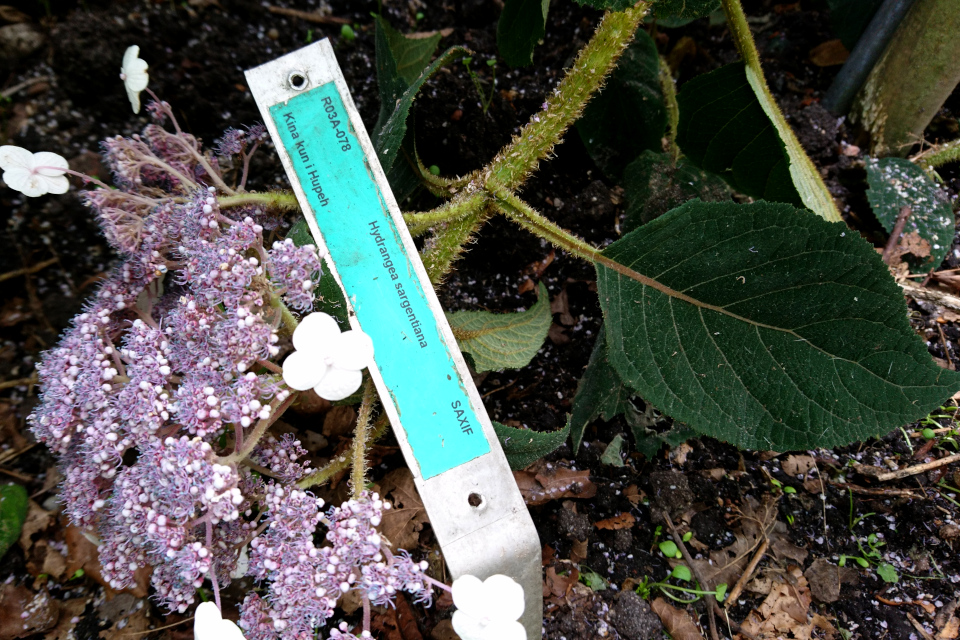 Гортензия Саржента (дат. Kinesisk hortensia, Hydrangea aspera ssp. sargentiana / Hydrangea sargentiana). Ботанический сад Орхус 4 августа 2021, Дания