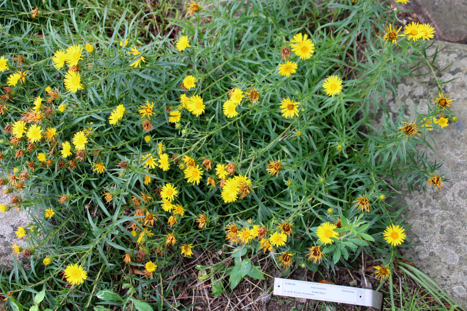Девясил мечелистный (дат. Sværdalant, лат. Inula ensifolia) в ботаническом сад г. Орхус, Дания. Фото 4 авг. 2021