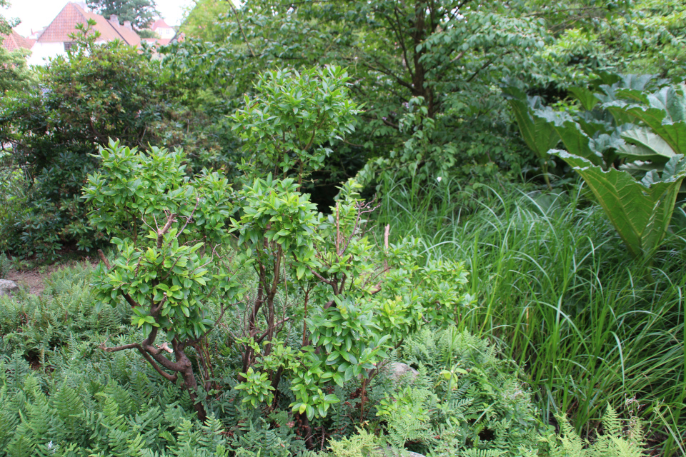 Черника Кавказская (Vaccinium arctostaphylos). Ботанический сад Орхус. 4 авг. 2021, Дания