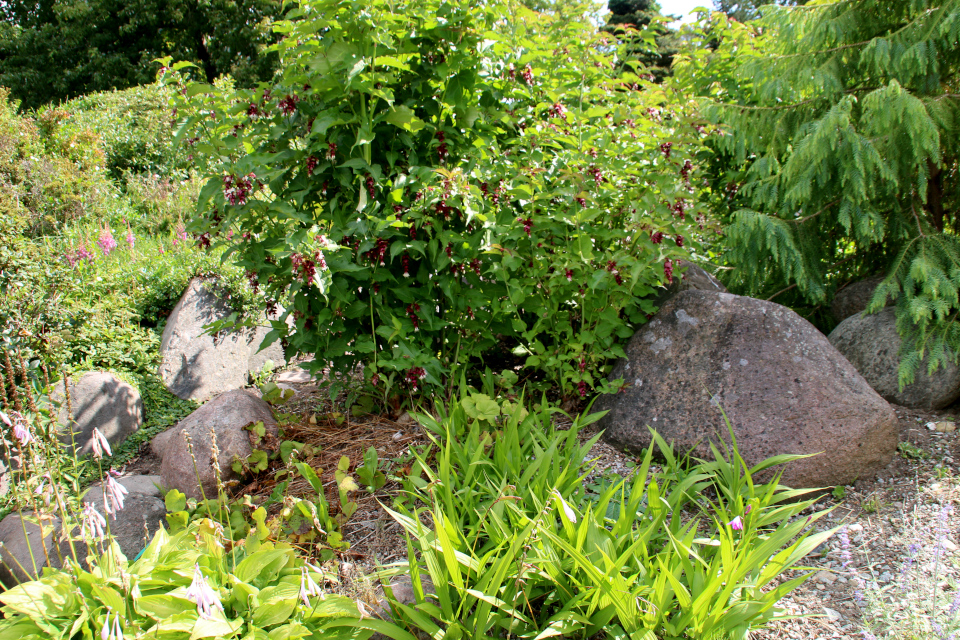 Лейцестерия красивая (дат. Himalayaleycesteria, лат. Leycesteria formosa) в ботаническом сад г. Орхус, Дания. Фото 4 авг. 2021