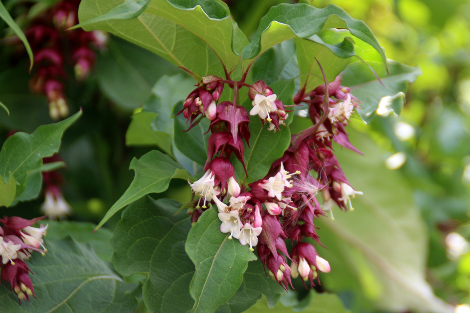 Лейцестерия красивая . Ботанический сад Орхус 4 августа 2021, Дания