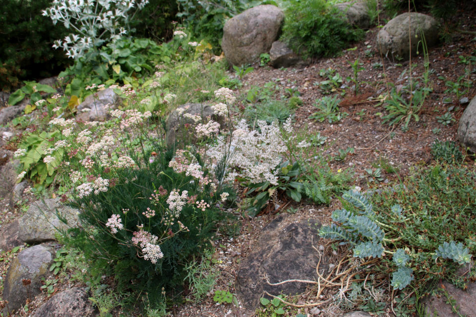 Лигустикум мутеллиновый (лат. Ligusticum mutellina) в ботаническом сад г. Орхус, Дания. Фото 4 авг. 2021