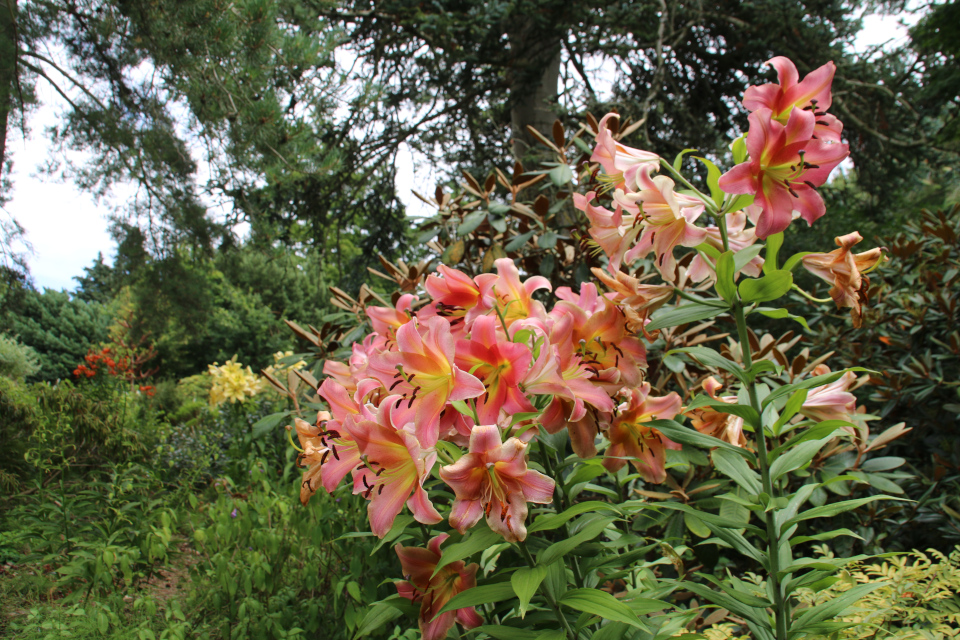 Лилии в цвету в ботаническом саду г. Орхус, Дания. Фото 4 авг. 2021