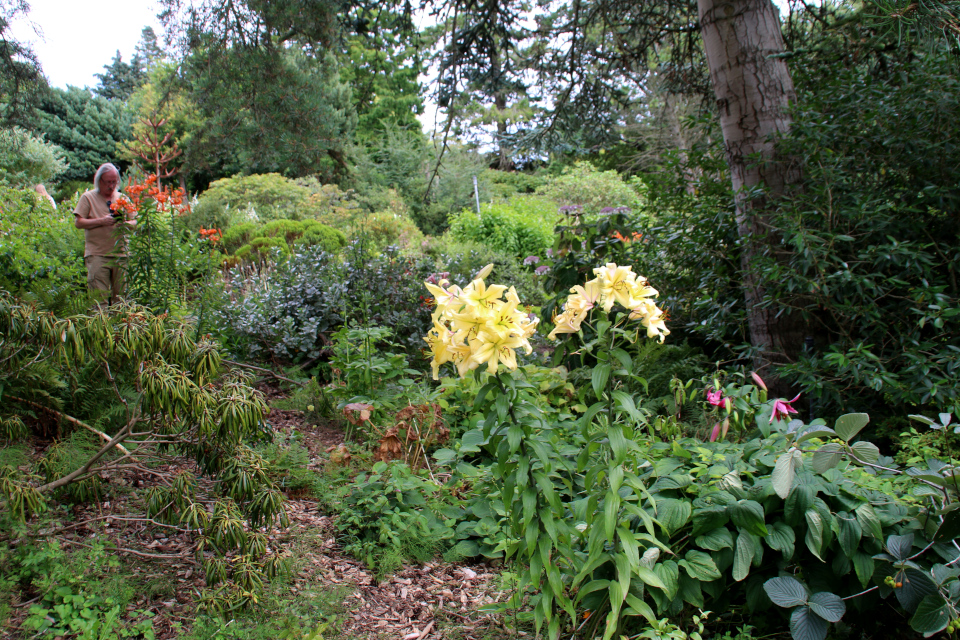 Цветущие лилии в ботаническом саду г. Орхус, Дания. Фото 4 авг. 2021