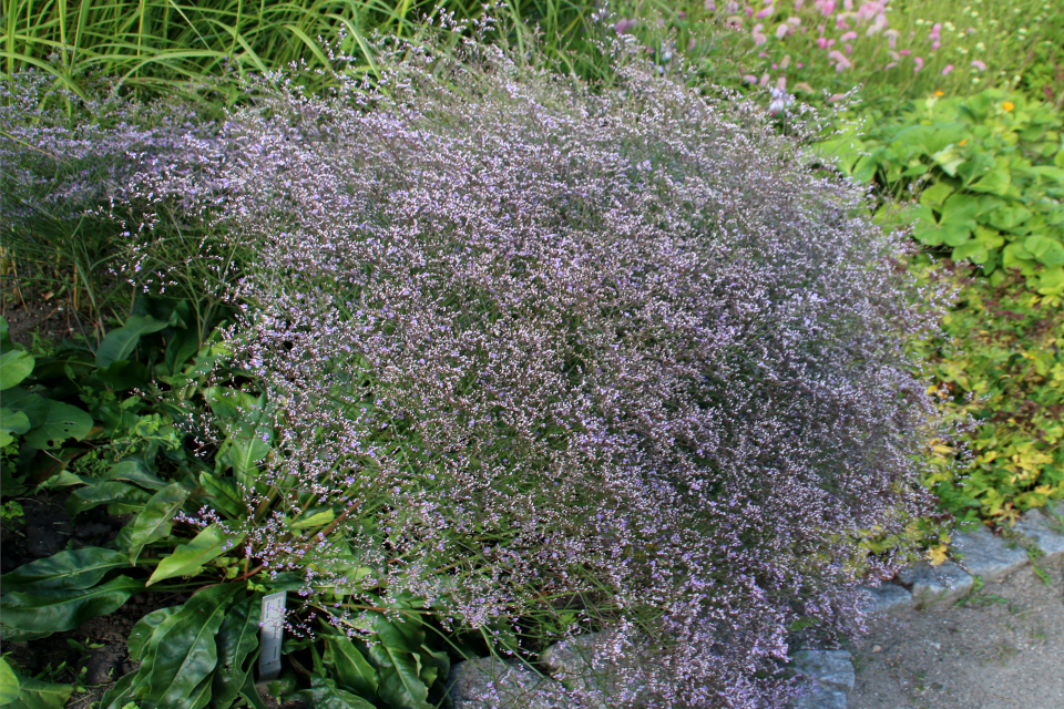 Кермек широколистный или лимониум широколистный (дат. Hindebæger , лат. Limonium latifolium) в ботаническом сад г. Орхус, Дания. Фото 4 авг. 2021