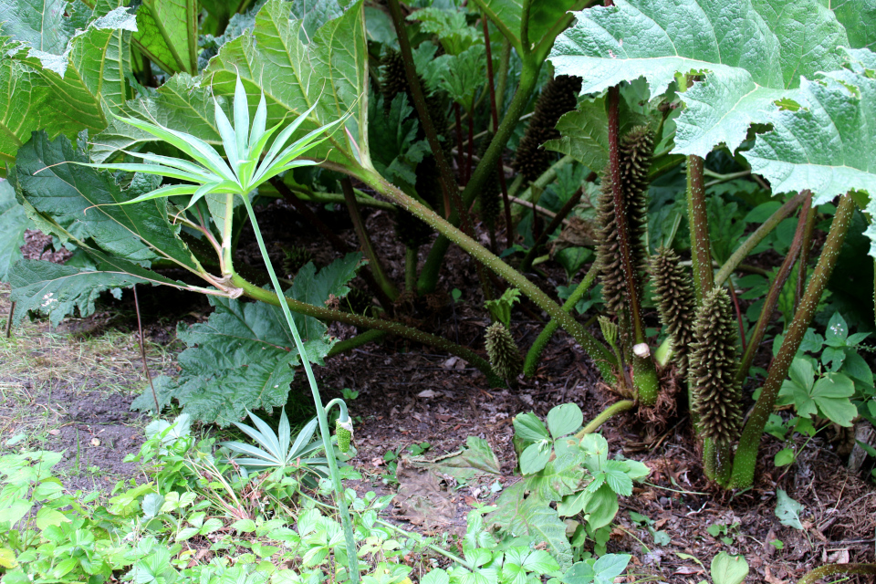 Гуннера влагалищная (дат. Mammutblad, лат. Gunnera manicata). Ботанический сад, Орхус, Дания. 4 августа 2021,