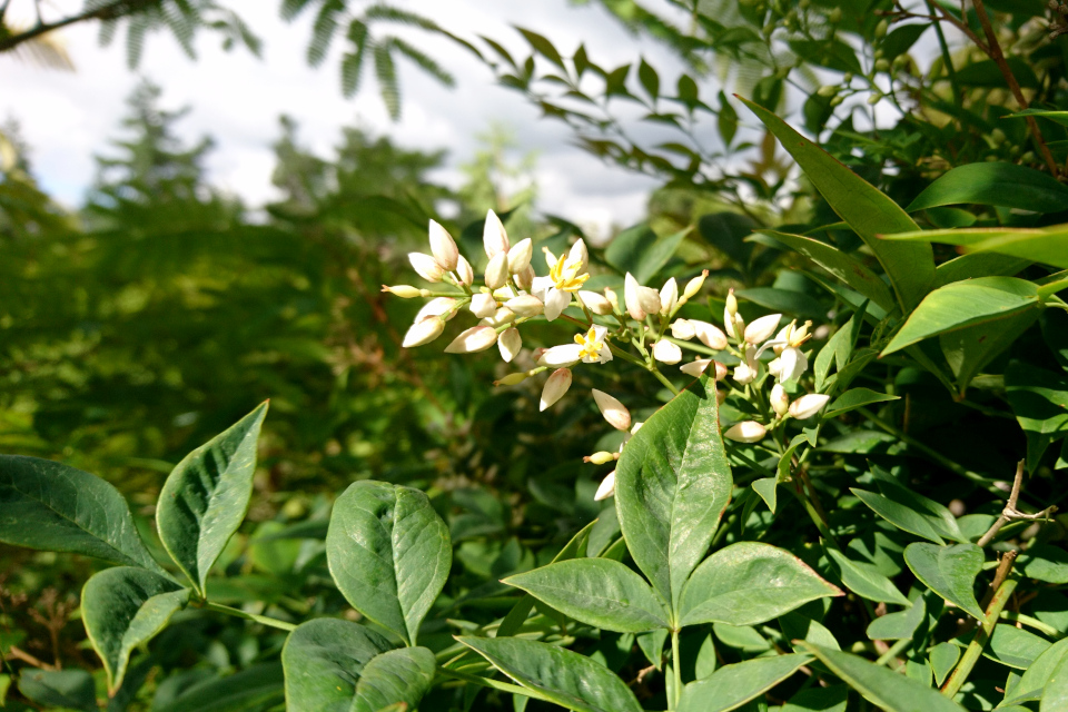 Нандина домашняя (дат. Himmelsk bambus, лат. Nandina domestica) в ботаническом сад г. Орхус, Дания. Фото 4 авг. 2021