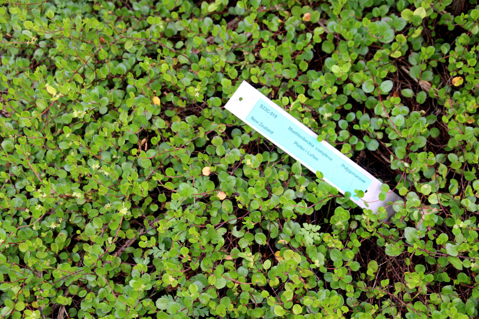 Цветущая Мюленбекия спутанна в ботаническом сад г. Орхус, Дания. Фото 4 авг. 2021