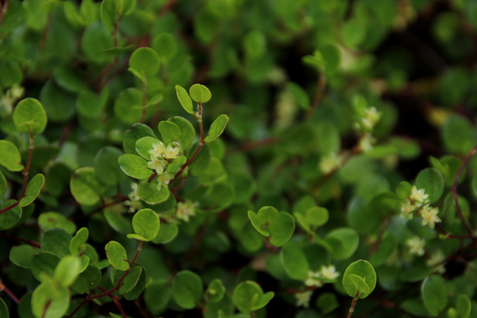 Цветы Мюленбекии спутанной. Ботанический сад Орхус 4 августа 2021, Дания