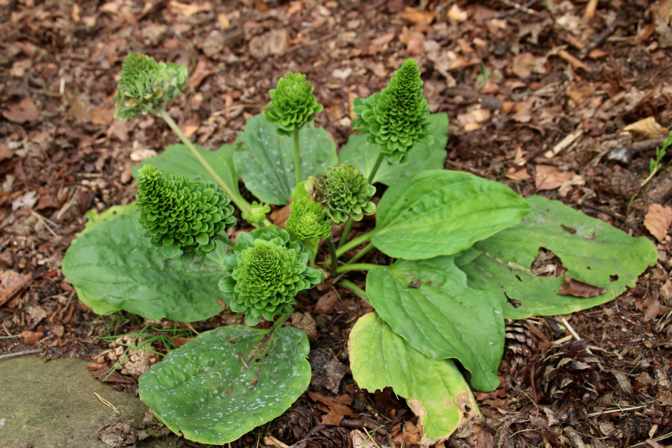 Подорожник большой (дат. Rosen vejbredden, лат. Plantago major Rubra). Ботанический сад Орхус 4 августа 2021, Дания