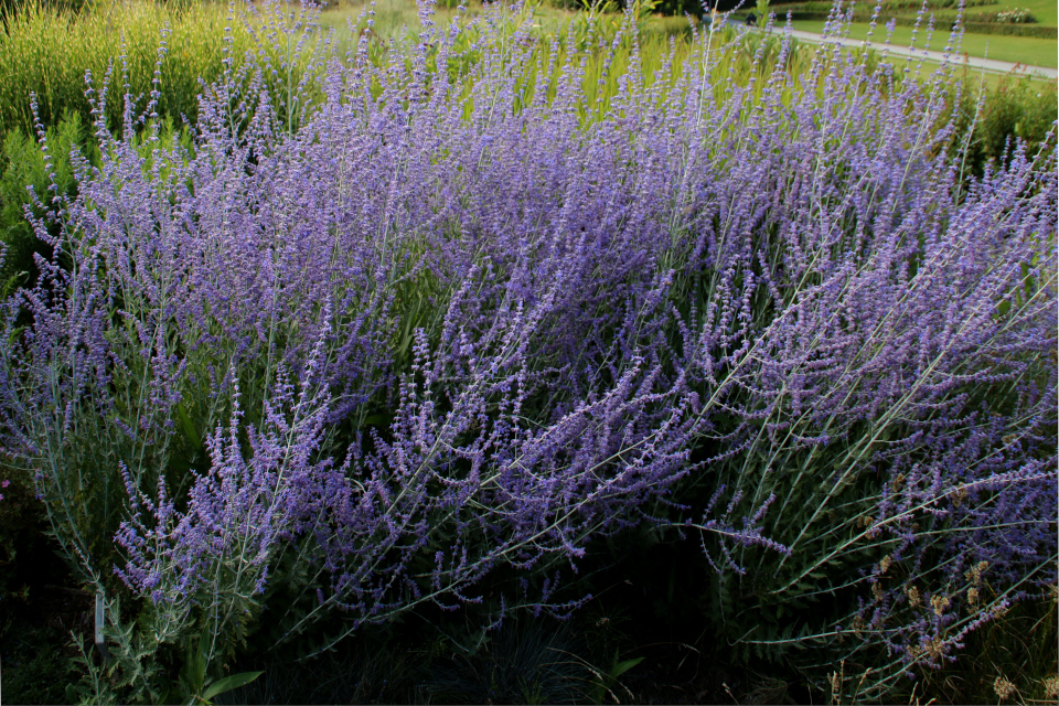 Перовския лебедолистная (дат. Russisk salvie. лат. Perovskia atriplicifolia). Ботанический сад Орхус 4 августа 2021, Дания