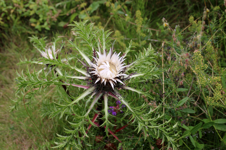 Колючник бесстебельный (дат. sølv bækketidsel, лат. Carlina acaulis). Ботанический сад Орхус 4 августа 2021, Дания