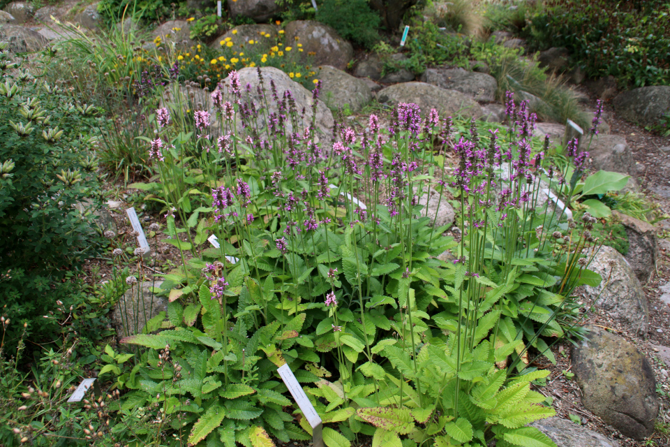 Буквица лекарственная (дат. Havebetonie, лат. Stachys monieri) в ботаническом сад г. Орхус, Дания. Фото 4 авг. 2021
