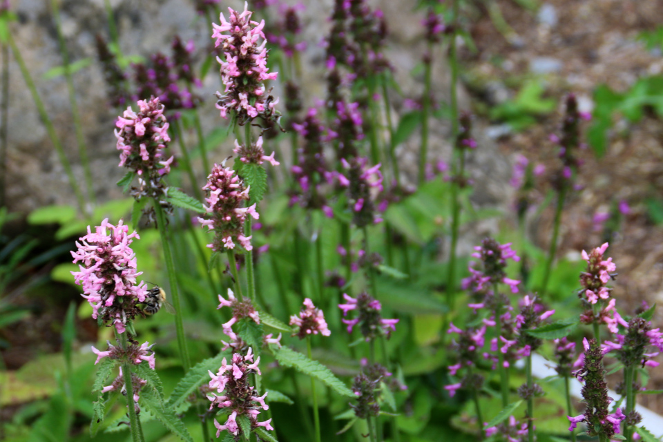 Цветы буквицы лекарственной. Ботанический сад Орхус 4 августа 2021, Дания