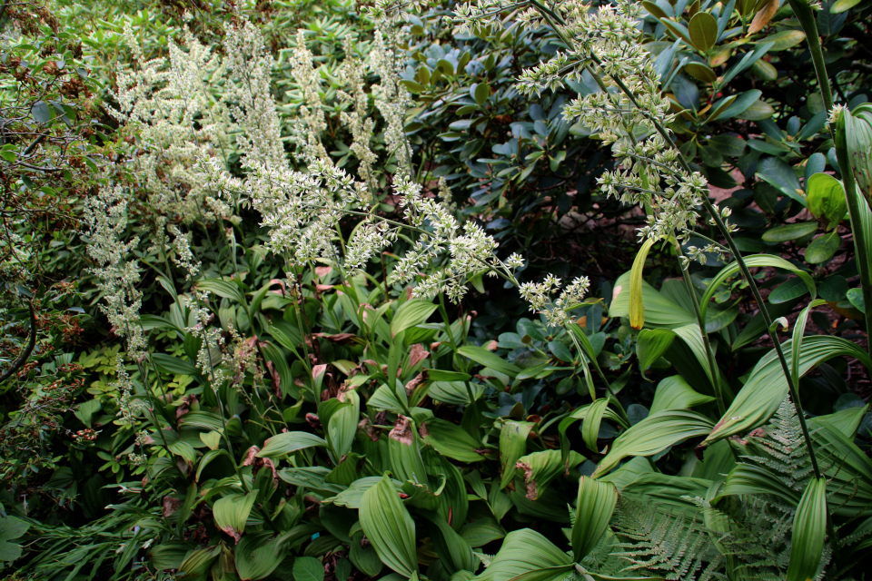 Чемерица белая (дат. Hvid foldblad, лат. Veratrum album) в ботаническом сад г. Орхус, Дания. Фото 4 авг. 2021