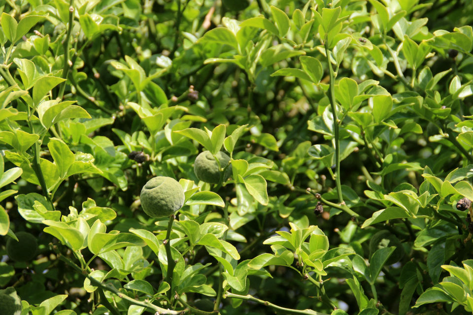 Понцирус трёхлисточковый (дат. dværgcitron, лат. Citrus trifoliata или Poncirus trifoliata) в ботаническом сад г. Орхус, Дания. Фото 4 авг. 2021