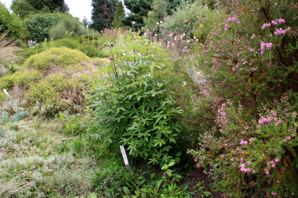 Витекс священный или авраамово дерево (дат. Kyskhedstræ, лат. Vitex agnus-castus). Ботанический сад Орхус 4 августа 2021, Дания