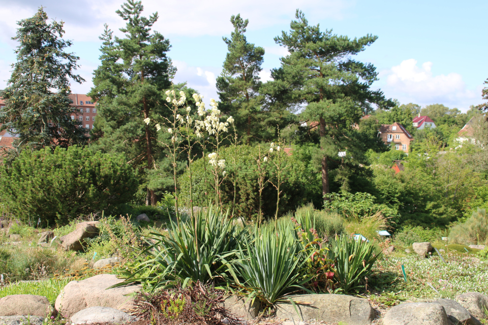 Юкка нитчатая (дат. Trævlet palmelilje, лат. Yucca filamentosa) на каменистых горках ботанического сада г. Орхус, Дания. Фото 4 авг. 2021