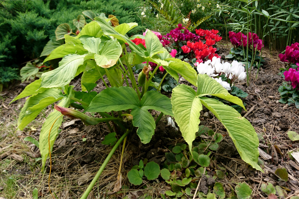 Аризема Франше (лат. Arisaema franchetianum). Ботанический сад, Орхус. 4 авг. 2021, Дания