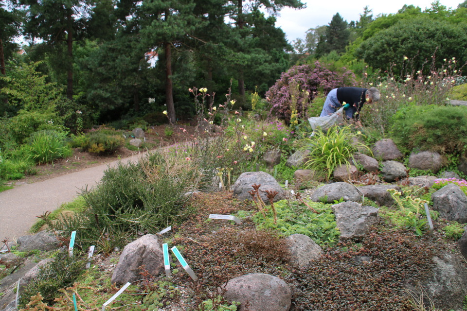 Каменистые горки ботанического сада с почвопокровным растением Ацена мелколистная. Фото 4 авг. 2021, г. Орхус, Дания
