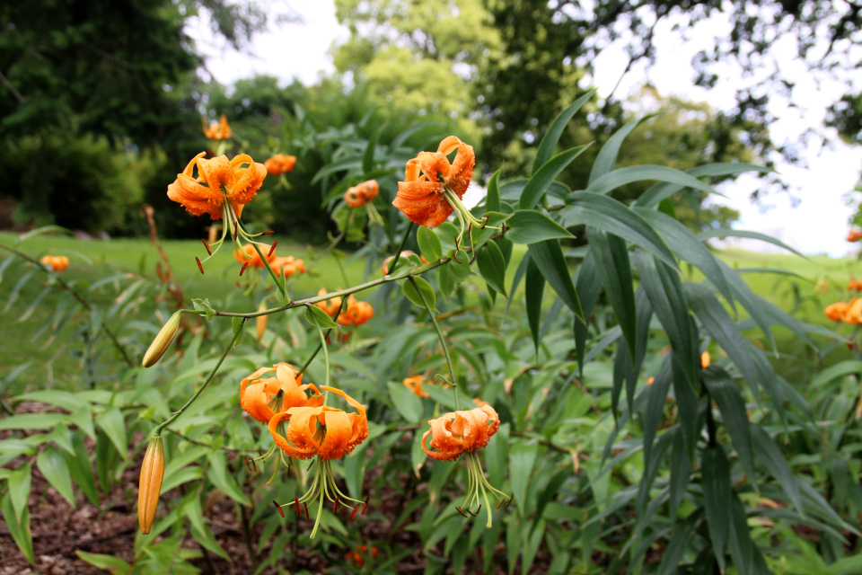 Лилия Генри (дат. Orange lilje, лат. Lilium henryi) в цвету. Ботанический сад Орхус 4 августа 2021, Дания