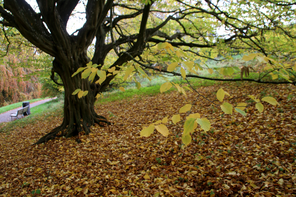 Граб обыкновенный (дат. Avnbøg, лат. Carpinus betulus). Ботанический сад Орхус, Дания. Фото 1 нояб. 2021