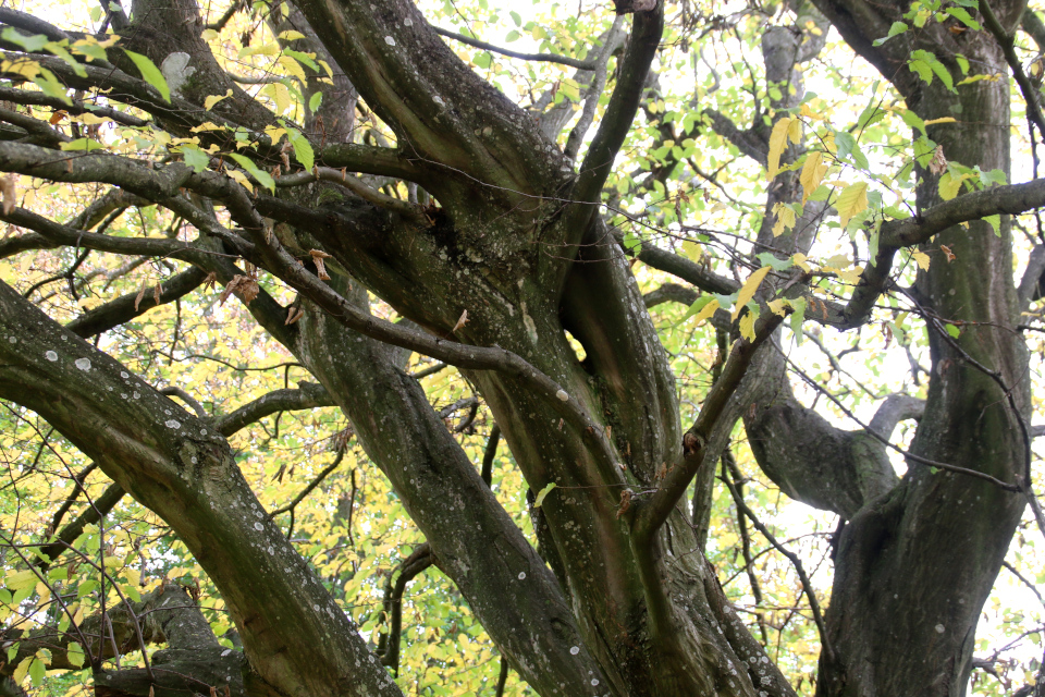 Граб обыкновенный (дат. Avnbøg, лат. Carpinus betulus). Ботанический сад Орхус, Дания. Фото 1 нояб. 2021