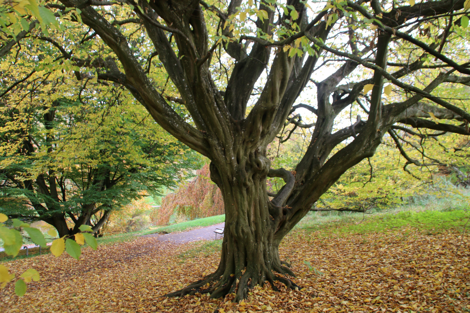 Граб обыкновенный (дат. Avnbøg, лат. Carpinus betulus). Ботанический сад Орхус, Дания. Фото 1 нояб. 2021