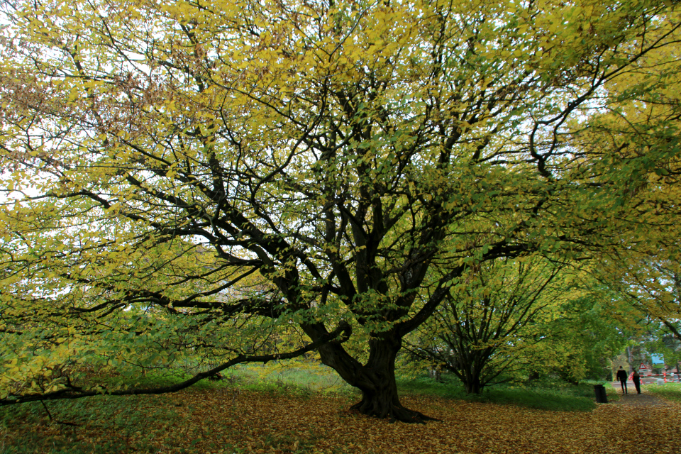  Граб обыкновенный (дат. Avnbøg, лат. Carpinus betulus). Ботанический сад Орхус, Дания. Фото 1 нояб. 2021